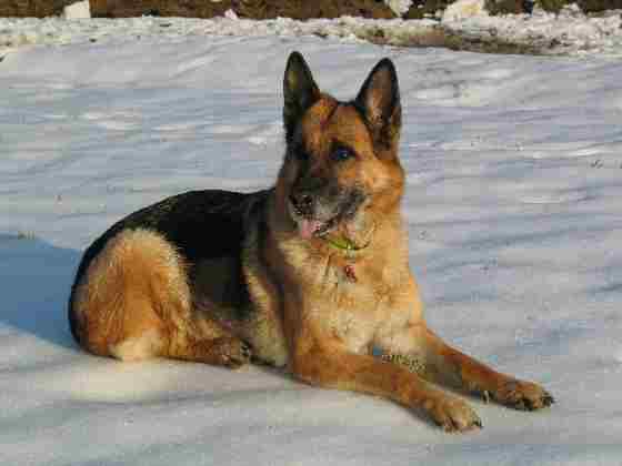 susie schatz, einfach ein sch�ner hund
